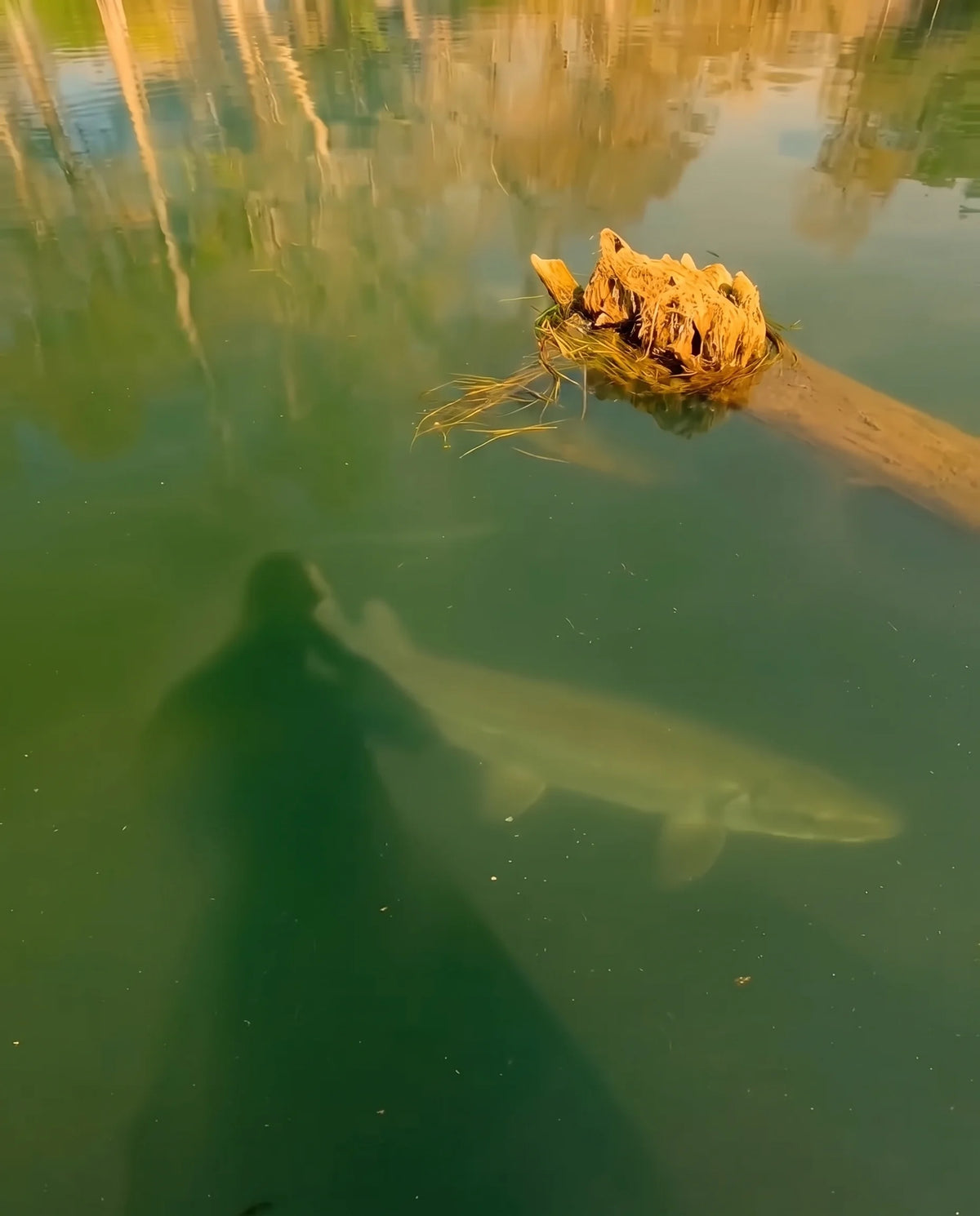 Pike by the stump – With PREYSIGHT