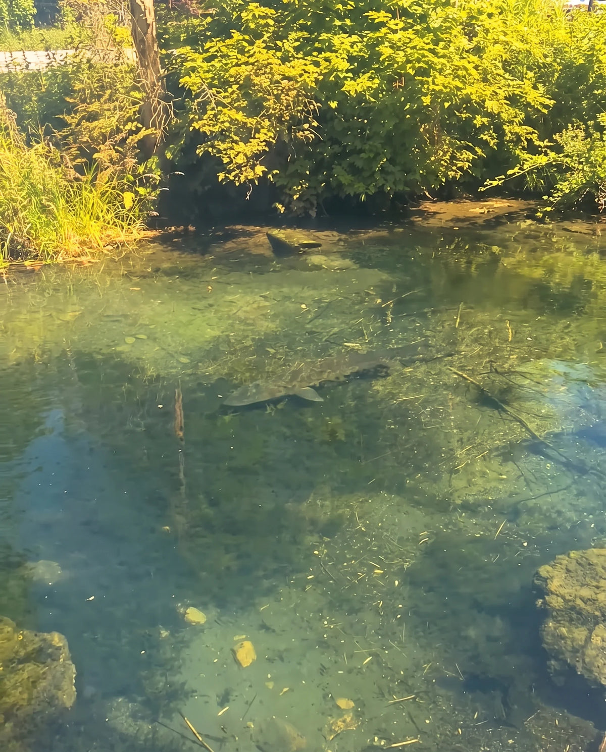 Spring creek – With PREYSIGHT