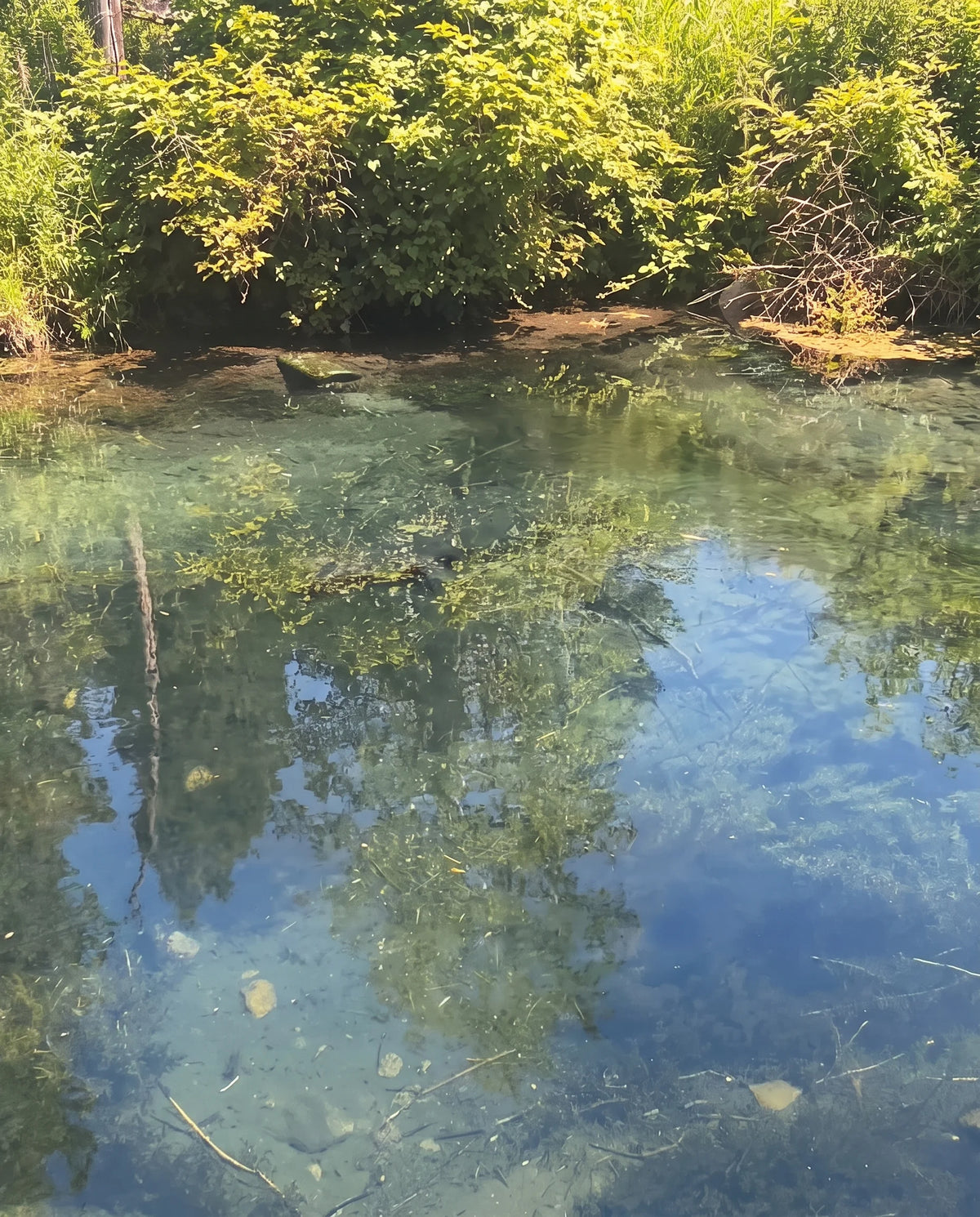 Spring creek – Without