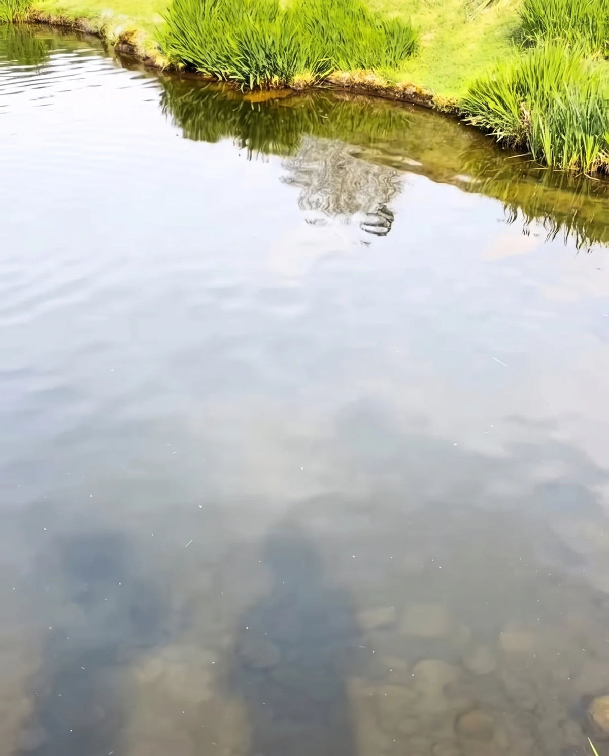 Grass bank – Without