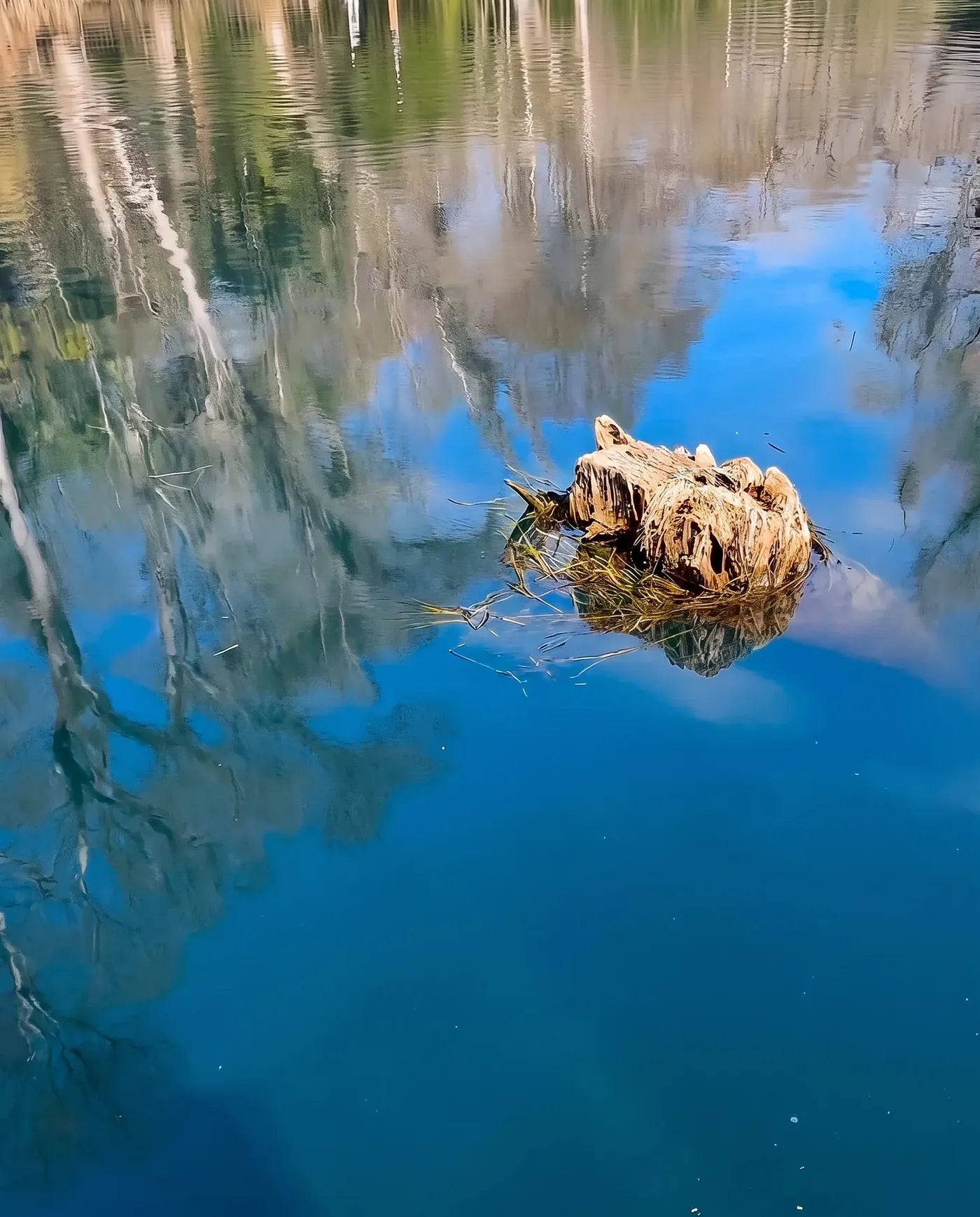 Pike by the stump – Without