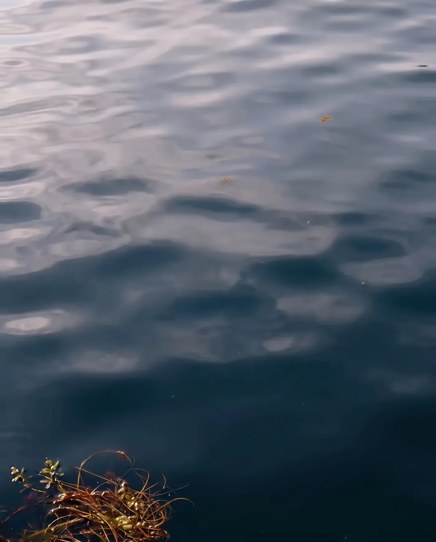 Dark water – Without