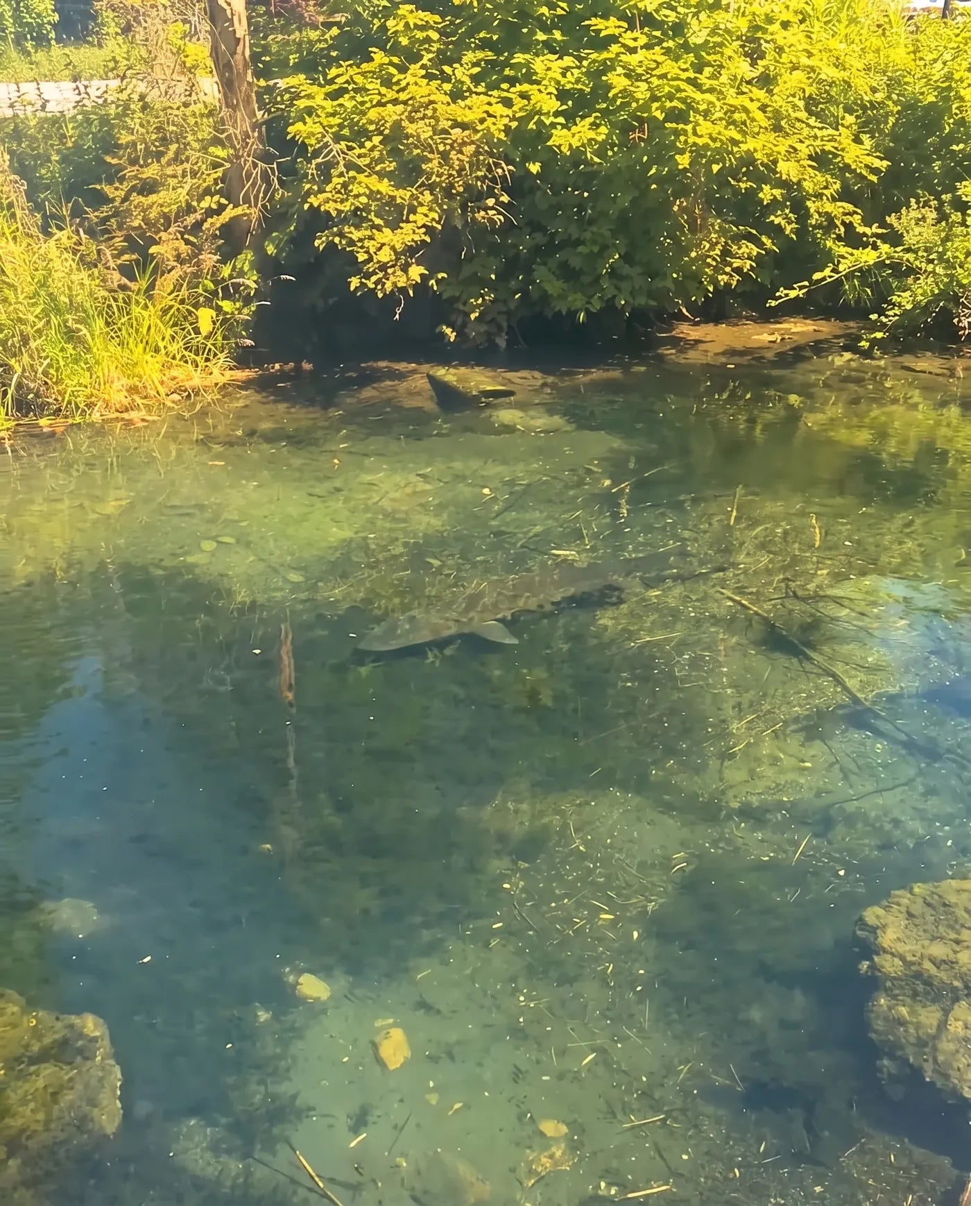 Spring creek – With PREYSIGHT