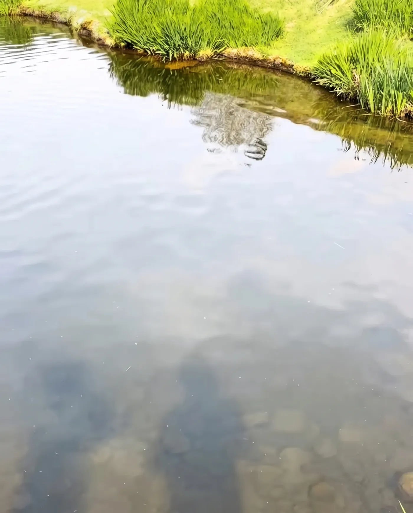 Grass bank – Without